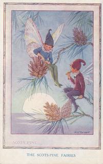 The Scots Pine Fairies
