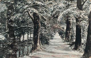 Addison’s Walk in winter