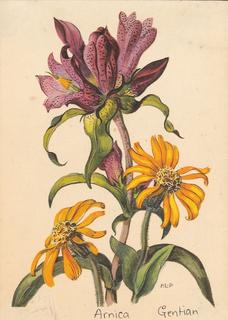 PC_P-Alpenblumen22