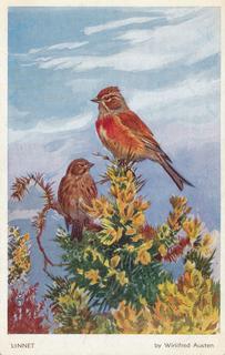 PC_WA-Birds5660