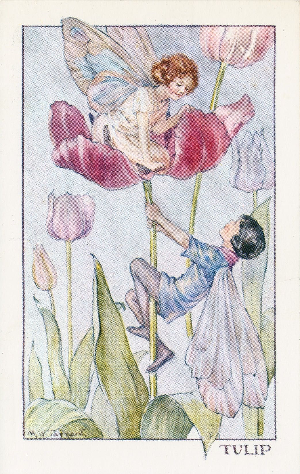 Tulip Fairies