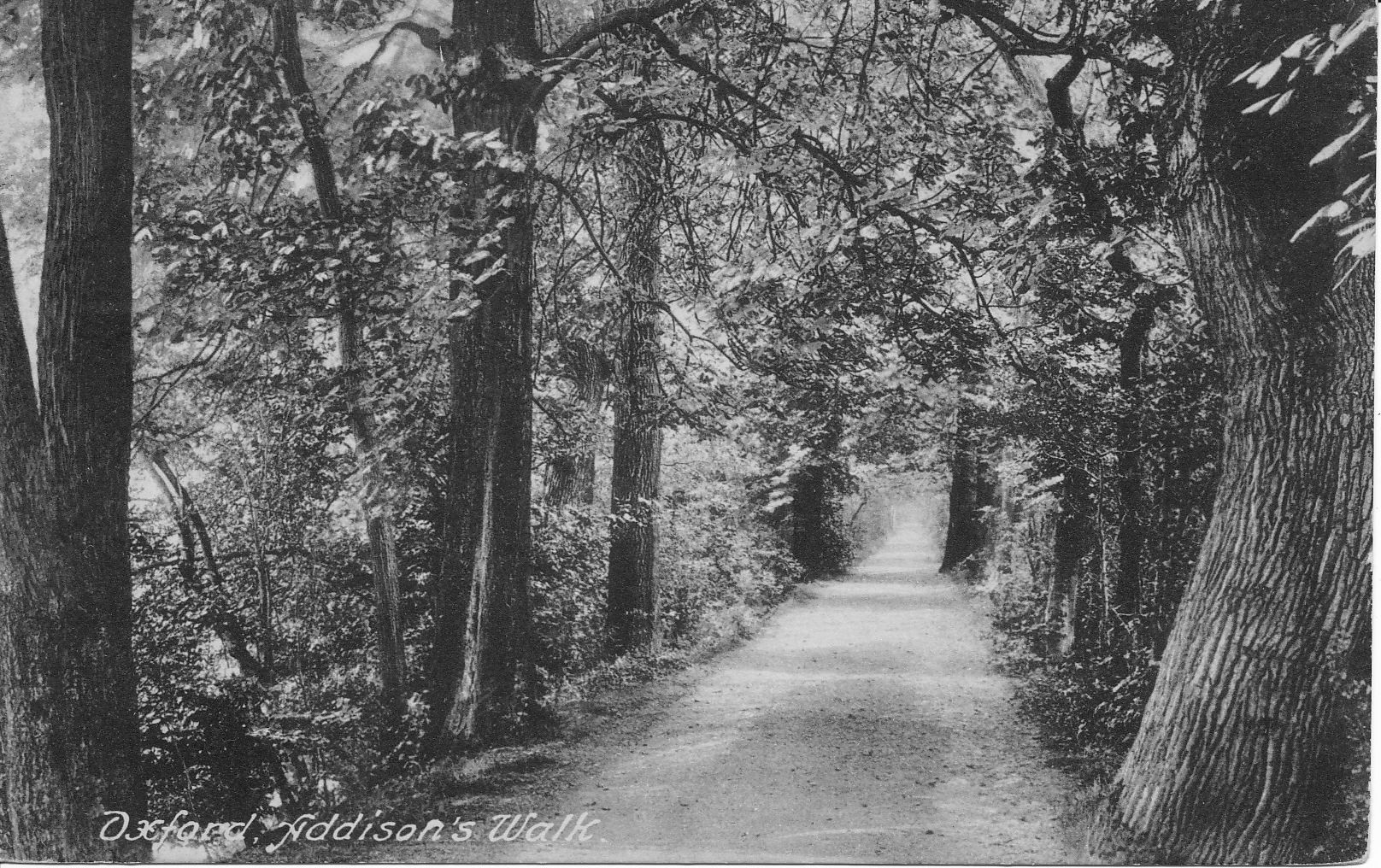 Addison’s Walk